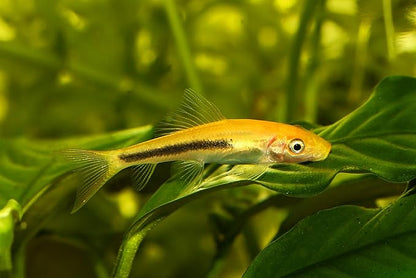 Swimming Creatures 5 PCS Assorted Tropical Fish Combo Pack (Selections from Rasboras, Rainbowfish, Plecos, Corydoras, Catfish, Loaches & More!) Freshwater Aquarium Fish Live
