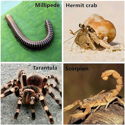 Tarantula Micro Water Bowl Spider Anti-Turnover Bowl for Small Hamster Tarantula Spider Scorpion Cricket Snail Manti Millipede Tiny Bugs Reptile Terrarium Cage Accessories (S (0.86''dia),12 Pcs)