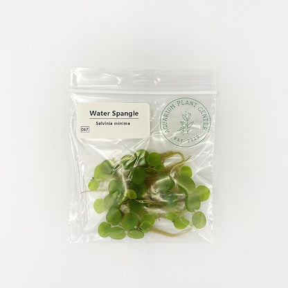 Water Spangle, Salvinia Minima, Live Aquarium/Aquatic/Freshwater/Floating/Pond Plant/Planted Tank/Aquascaping/Paludarium by Aquarium Plant Center (6 Plants, 30+ Leaves)