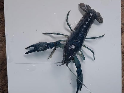 1 Live Electric Blue Crayfish -Live for Aquarium or Pond, Live Crawdad Juvenille Approx Size is 1 in to 4 in. We can not Ship to California, Alaska, Hawaii, Wisconsin Due to regulatory restrictions.