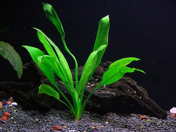 Potted Live Aquarium Plants | Freshwater Aquatic Plants for Aquariums (Amazon Sword, 3 Pack)