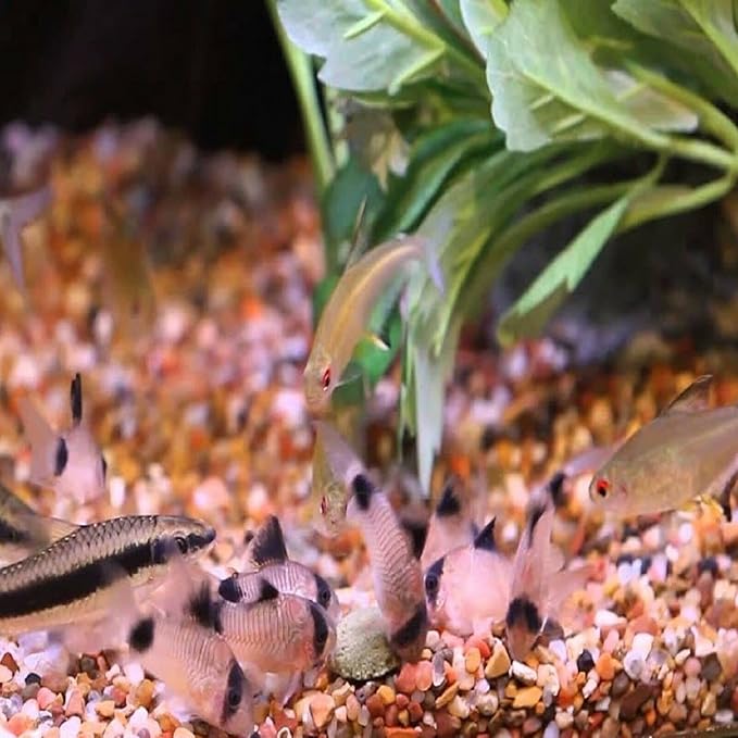 Aquatic Foods Inc. Ultra Multi-Shrimp 12mm - 1/2'' Sinking Wafers of 10 Types of Shrimp. Ideal for Bottom Fish, Plecos, Snails, Crayfish, All Herbivorous & Omnivorous Tropical Fish...10-lbs