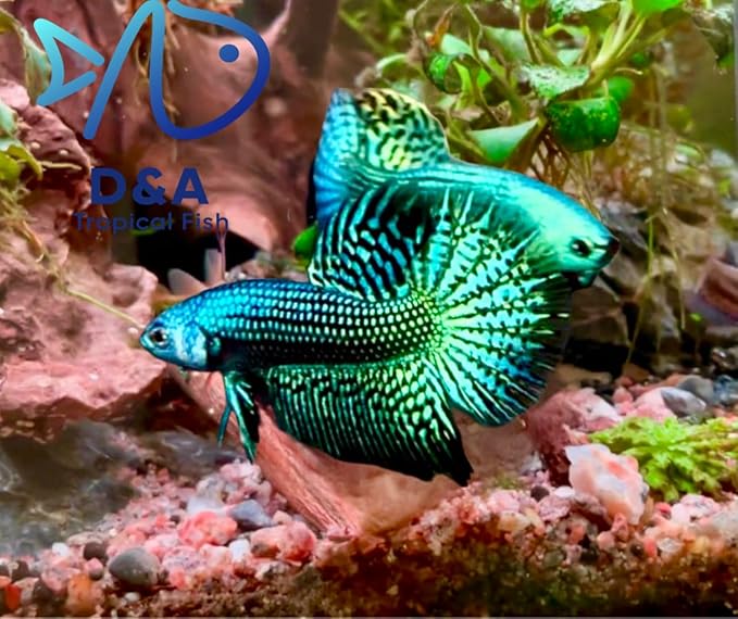 D&A Tropical Live Fish-1 Male Wild Betta Alien Live Fish- Live Betta Fish for Pond, Fish Tank or Aquarium, Live Fish Freshwater (Green Moscow)