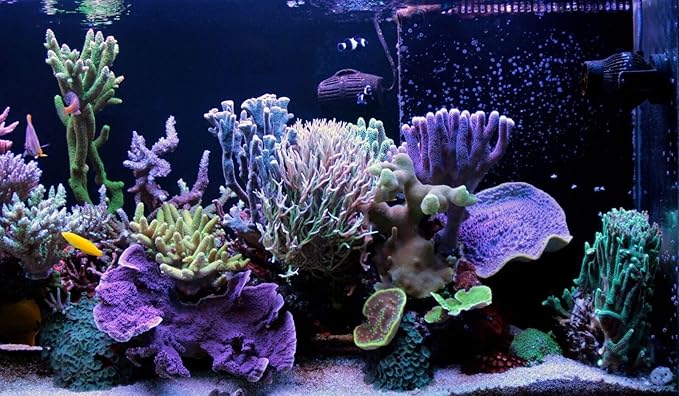 Aquatic Foods Inc. Decapsulated Brine Shrimp Eggs, Non Hatching Shell Free Artemia Cysts. These Eggs Ready to Feed Small Tropicals, Killies, Corals, Anemones, Fry & Babies…10.9oz Medium Round Jar