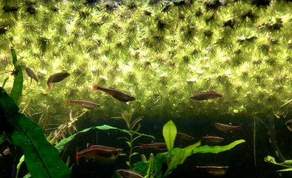 40+ Riccia Water Spangles Live Aquarium Floating Plant (Ricciocarpos Natans) by Aquarigram (Plants + Invisible Feeding Ring (See Video))