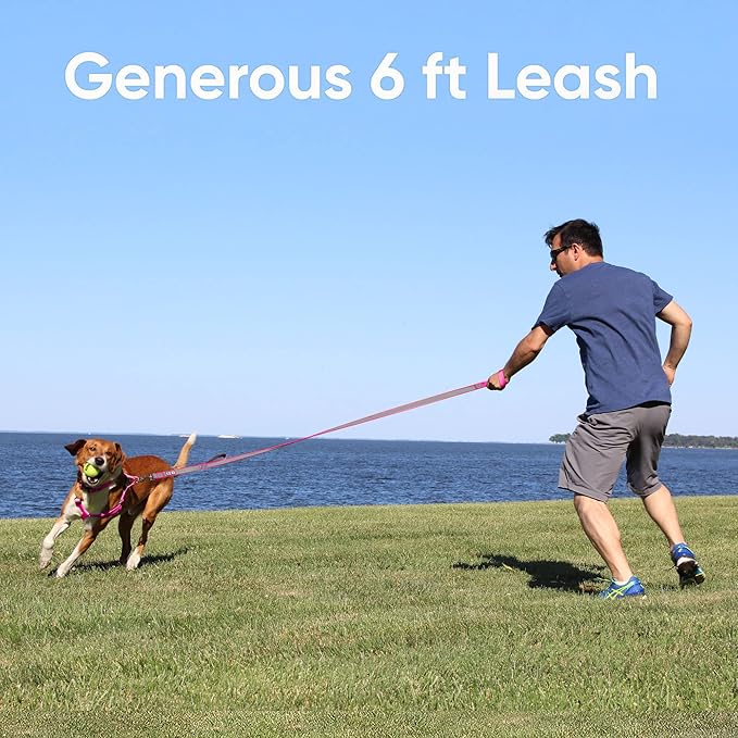 Pawtitas 6 FT Padded Dog Leash with Comfortable Neoprene Padding Handle - Black Lead | Medium Reflective Dog Leash with Highly Reflective Band Perfect for Medium and Large Dogs and Puppies