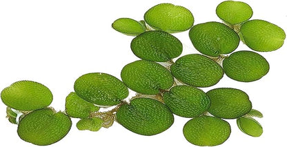24 Water Spangles (Salvinia Minima), Live Aquarium/Aquatic/Floating/ Pond/Beginner Plant by G&Z
