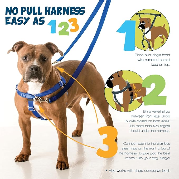 2 Hounds Design Freedom No Pull Dog Harness, Adjustable Harness and Leash Set, Easy Walking & Comfortable Control, Fits Small, Medium & Large Dogs, Solid Colors, Made in USA, 1" LG, Royal Blue