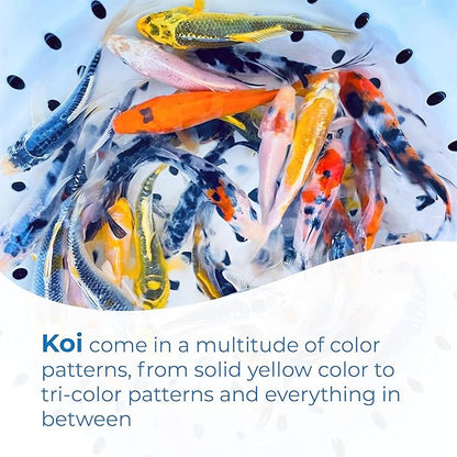 Toledo Goldfish Standard Fin Koi, Variety of Colors and Patterns - Beautiful Live Fish Perfect for Ponds, Tanks, and Aquariums - 5-6 Inches, 20 Count