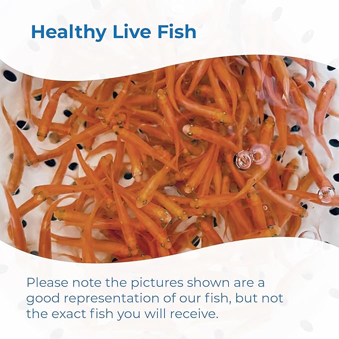 Toledo Goldfish Rosie Red Minnows - Versatile Live Fish Perfect for Aquariums or as Feeder Fish for Ponds - Small, 150 Count