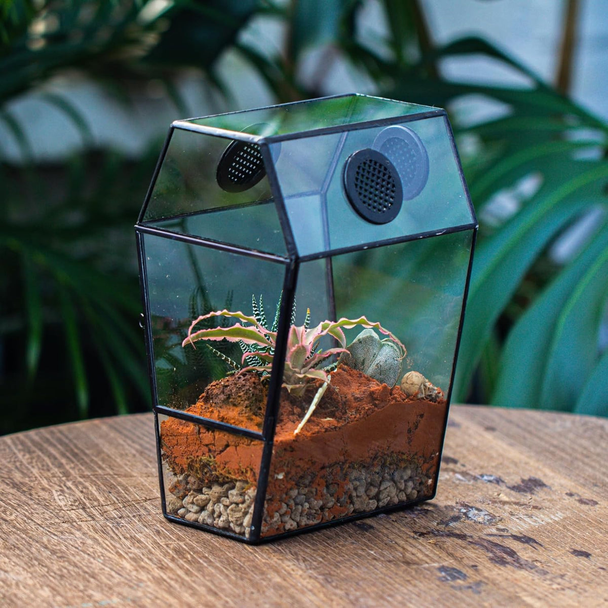 NCYP Gothic Glass Enclosure for Jumping Spider, Snails, Insects - Front Opening Door Geometric Cactus Plants Terrarium with Vent Holes, Indoor Tabletop Coffin Shape Decor, Black (Terrarium Only)