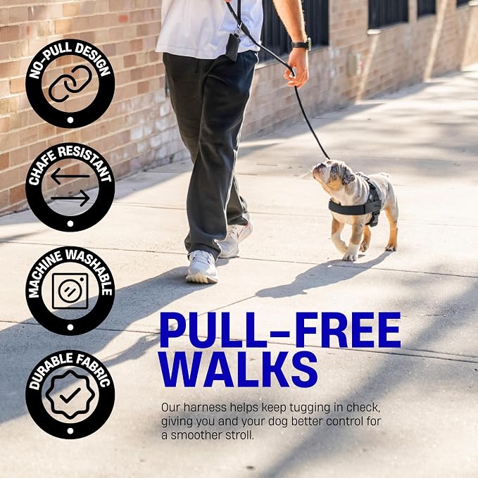 Dog Friendly Co. Dog Harness for Small Dogs (Classic Blue, Small) | One Click Buckle, Chafe Resistant Webbing, Adjustable Neck & Chest, and Heavy Duty D-Ring, Sturdy Comfortable and Easy to Use