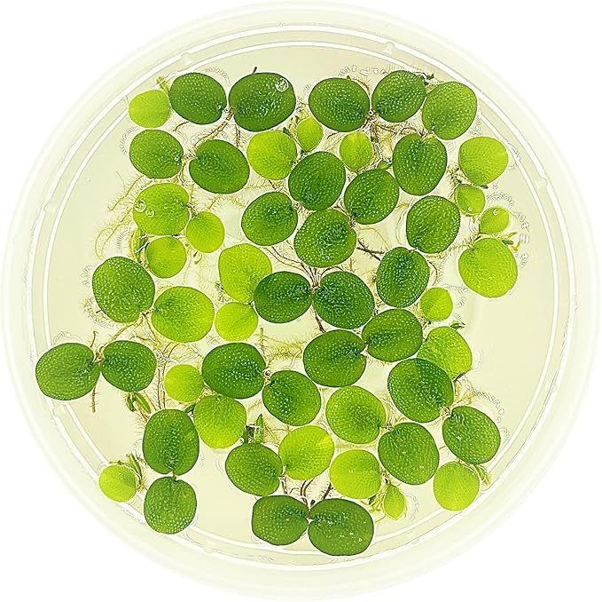 Water Spangle, Salvinia Minima, Live Aquarium/Aquatic/Freshwater/Floating/Pond Plant/Planted Tank/Aquascaping/Paludarium by Aquarium Plant Center (6 Plants, 30+ Leaves)