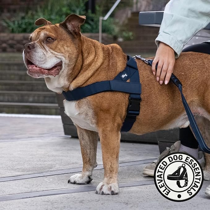 Dog Friendly Co. Dog Harness for Small Dogs, Adjustable (Navy, Extra Small) | One Click Buckle, Chafe Resistant Webbing, Adjustable Neck & Chest, and Heavy Duty D-Ring, Sturdy Comfortable and Easy to Use