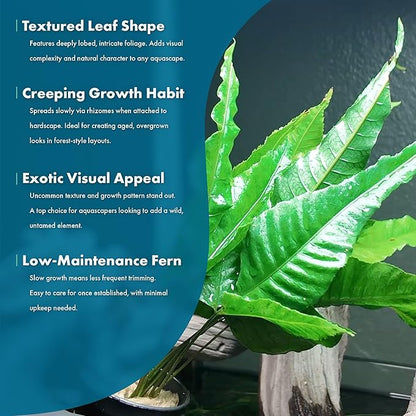 SubstrateSource Live Plants - El Niño Fern (Bolbitis heteroclita) - Midground to Background Epiphytic Rhizome for Low to Medium Light Aquascapes - Dark Green, Slow-Growing Accent - Pot