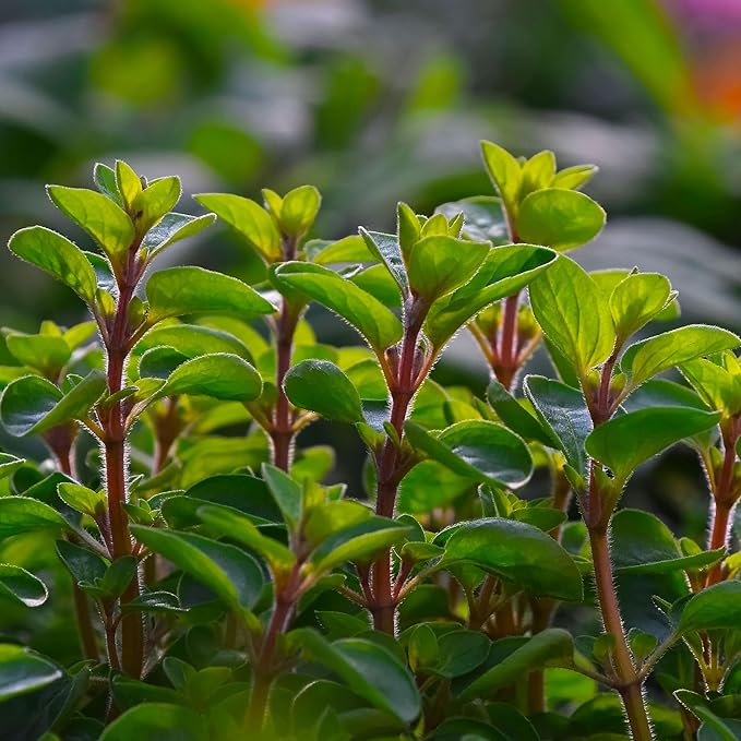 Marjoram Essential Oil