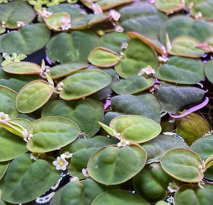 Huge Portion Red Root Floater Plants Lots of Leafs Phyllanthus fluitans Live Floating Aquarium Plant Awesome Aquatic