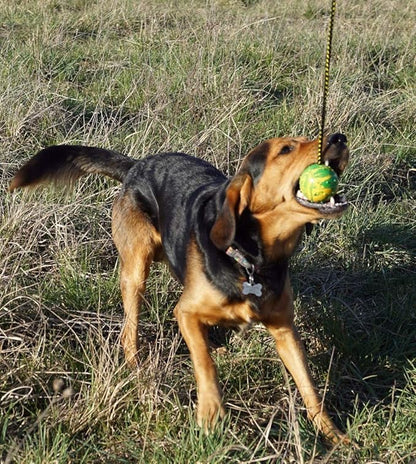 Dingo Fetch Ball Made of Hard Rubber with a String, Large, for Aport Game Dog Training 17298