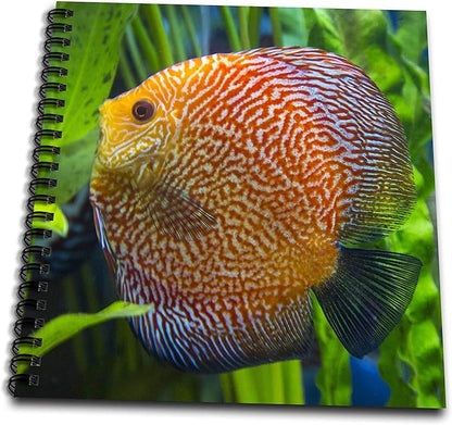 Drawing Book 8 x 8 inch - Super Pigeon Snakeskin Discus, tropical freshwater fish . Fish