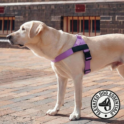 Dog Friendly Co. Dog Harness for Small Dogs, Adjustable (Purple, Extra Small)