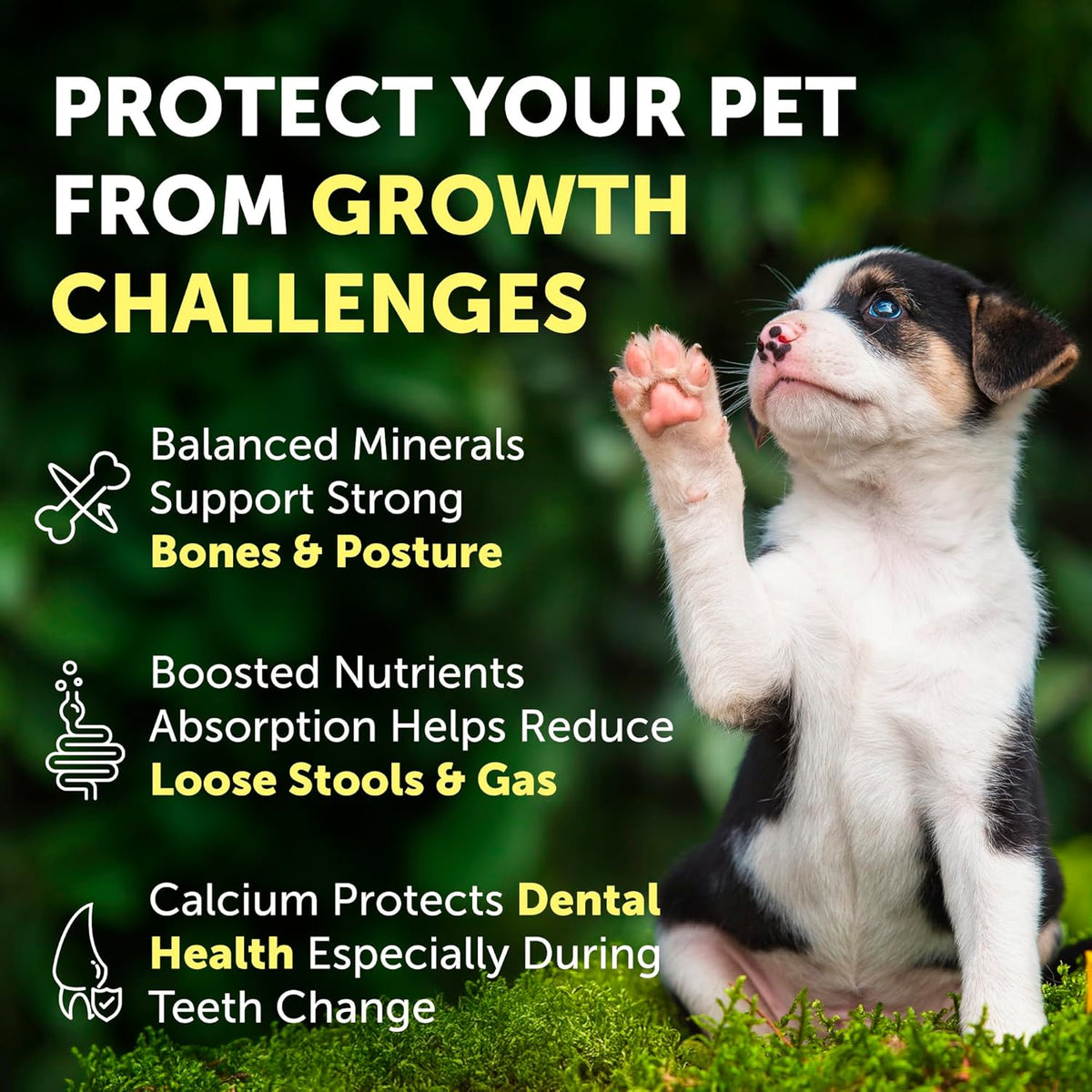 Hip & Joint Support Chews. Daily support for aging joints and mobility.
