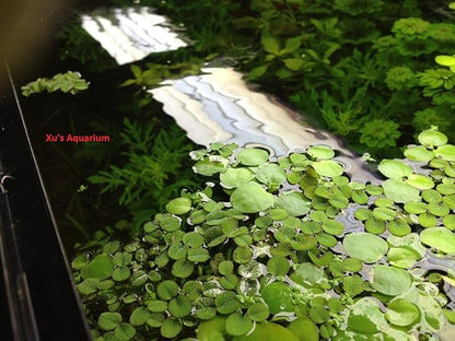24 Water Spangles (Salvinia Minima), Live Aquarium/Aquatic/Floating/ Pond/Beginner Plant by G&Z