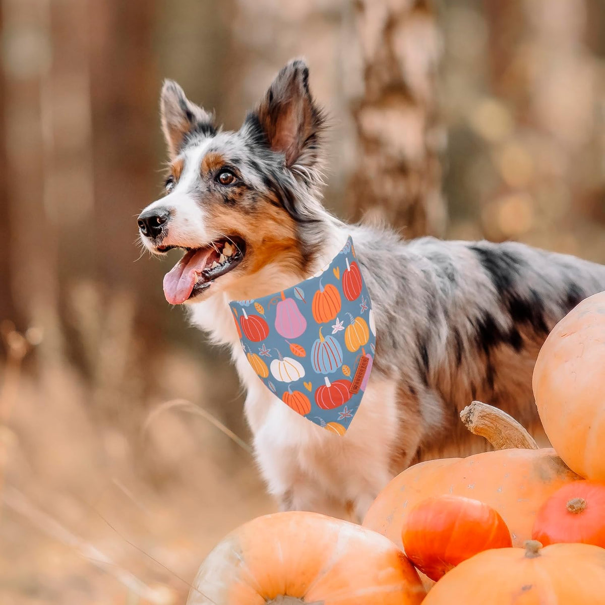 ADOGGYGO Thanksgiving Dog Bandana, Blue Orange Pumpkin Scarf, Adjustable Fit Fall Thanksgiving Bandanas for Medium Large Dogs Pets (Large)