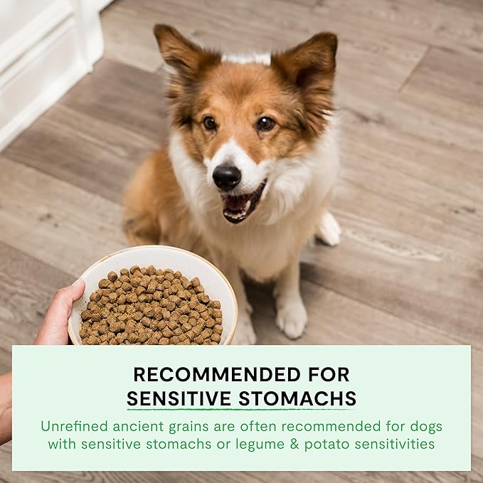 Open Farm, Ancient Grains Dry Dog Food for Puppies, Protein-Rich & Nutrient Dense, 90% Animal Protein Mixed with Non-GMO Fruits, Veggies and Superfoods, Salmon Recipe for Puppy, 22lb Bag
