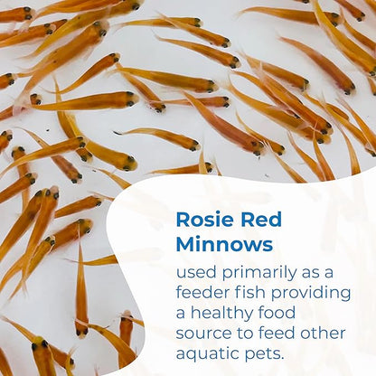 Toledo Goldfish Rosie Red Minnows - Versatile Live Fish Perfect for Aquariums or as Feeder Fish for Ponds - 0.5-1.5 Inches, 100 Count