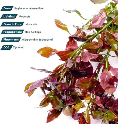 SubstrateSource Live Plants – Ludwigia Ovalis – Moderate to High Light, Green to Orange, Midground Accent – Lead Bunch, 4 Pack