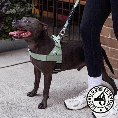 Dog Friendly Co. Dog Harness for Small Dogs (Khaki, Extra Small) | One Click Buckle, Chafe Resistant Webbing, Adjustable Neck & Chest, and Heavy Duty D-Ring, Sturdy Comfortable and Easy to Use