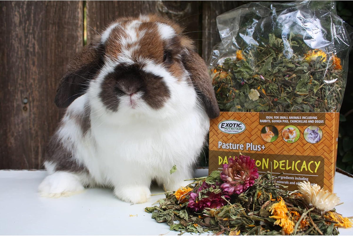 Pasture Plus+ Dandelion Delicacy - Healthy Natural High-Fiber Dried Flower Treat - Squirrels, Guinea Pigs, Rabbits, Chinchillas, Prairie Dogs, Degus, Hamsters, Gerbils & Other Small Pets