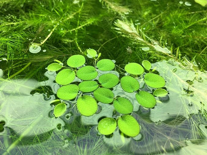Water Spangle, Salvinia Minima, Live Aquarium/Aquatic/Freshwater/Floating/Pond Plant/Planted Tank/Aquascaping/Paludarium by Aquarium Plant Center (6 Plants, 30+ Leaves)