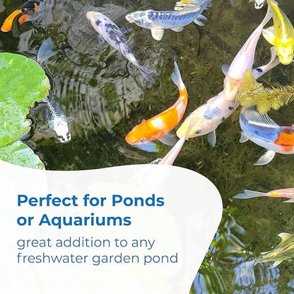 Toledo Goldfish Standard Fin Koi, Variety of Colors and Patterns - Beautiful Live Fish Perfect for Ponds, Tanks, and Aquariums - 4-5 Inches, 50 Count