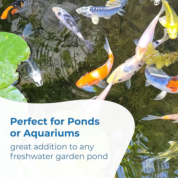Toledo Goldfish Standard Fin Koi, Variety of Colors and Patterns - Beautiful Live Fish Perfect for Ponds, Tanks, and Aquariums - 3-4 Inches, 100 Count