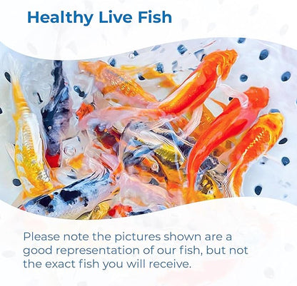 Toledo Goldfish Standard Fin Koi, Variety of Colors and Patterns - Beautiful Live Fish Perfect for Ponds, Tanks, and Aquariums - 4-5 Inches, 50 Count