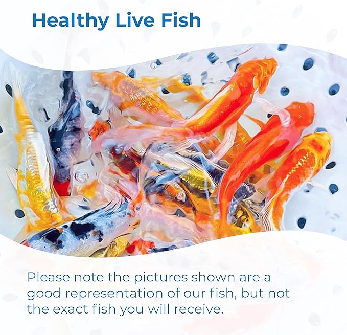 Toledo Goldfish Standard Fin Koi, Variety of Colors and Patterns - Beautiful Live Fish Perfect for Ponds, Tanks, and Aquariums - 3-4 Inches, 100 Count