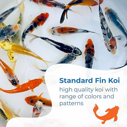 Toledo Goldfish Standard Fin Koi, Variety of Colors and Patterns - Beautiful Live Fish Perfect for Ponds, Tanks, and Aquariums - 5-6 Inches, 20 Count