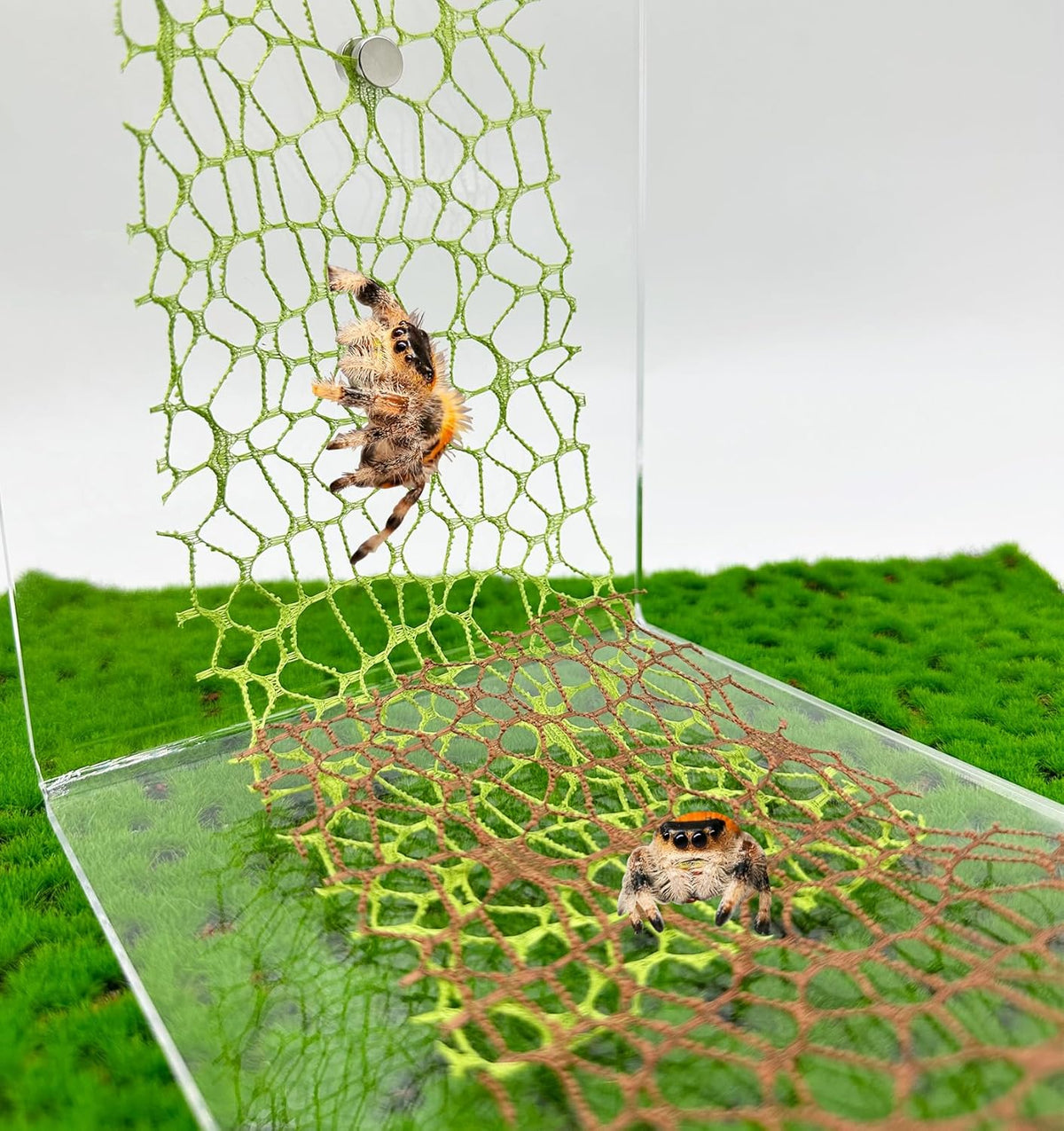 6 PCS Jumping Spider Habitat Accessories-Jumping Spider Webbed Moss Ribbon with Magnets for Spoods Jumping Spider Enclosure Spoods Climbing (3pcs Green + 3pcs Brown)