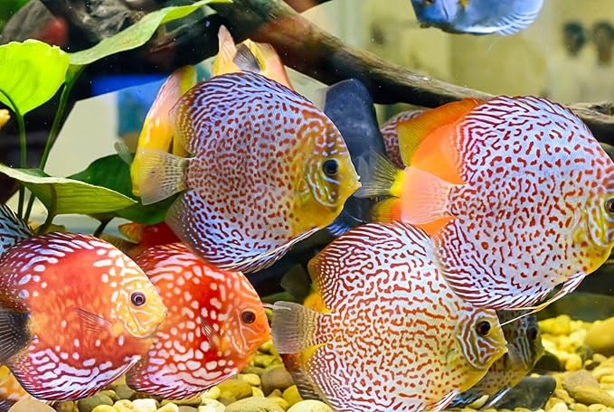 S&C AQUATICS MINI Beefheart & Soft BIT Mix,Beef Heart,Discus Food,Angel Fish Food,Cichlids (16oz - 1 LB.) A8