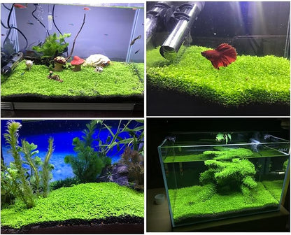 2 Pack Aquarium Plants for Fish Tank, Easy Growing, Real Carpet Decor for Fish Tank/Terrarium