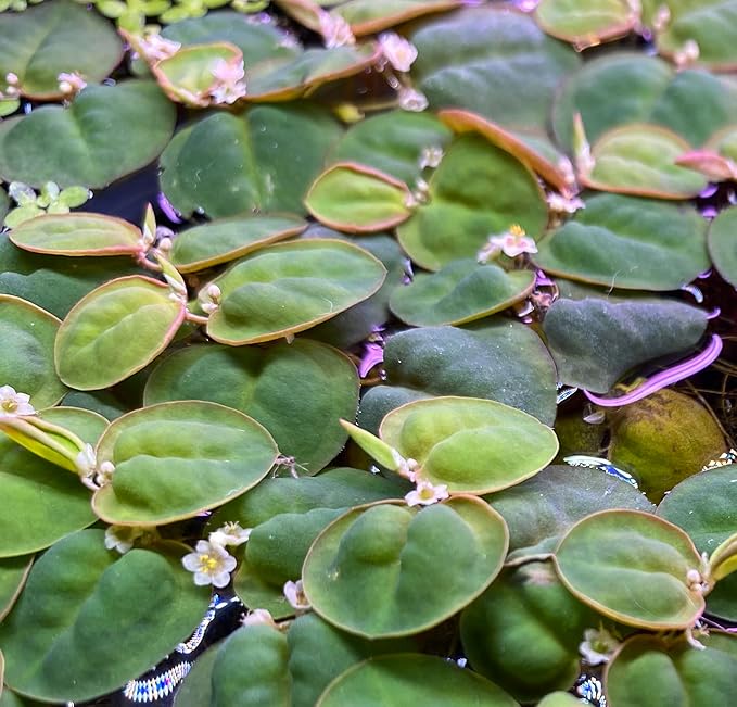 10 Plus Red Root Floater Plants Phyllanthus fluitans Floating Pond Plant Live Aquarium Floating Plants Create Shade and Hiding for Your Fish and Other inhabitants