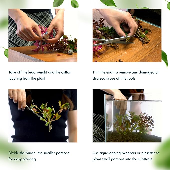 SubstrateSource Live Aquarium Stem Plants - Freshwater Aquatic Plant for Fish Tanks, Aquascaping - (Rotala Rotundifolia Orange Juice, 1 Bunch)