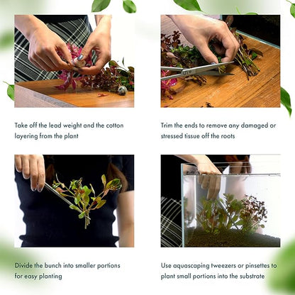 SubstrateSource Live Aquarium Stem Plants - Freshwater Aquatic Plant for Fish Tanks, Aquascaping - (Rotala Rotundifolia Orange Juice, 1 Bunch)