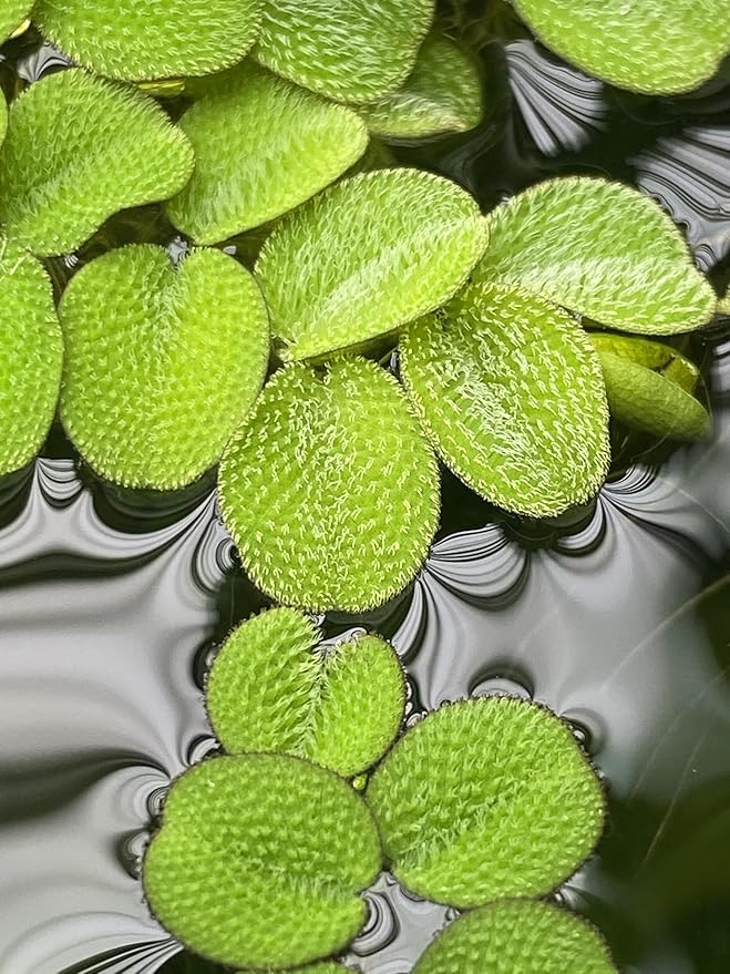 Salvinia Minima 50 + Leaves Live Floating Pond Aquarium Plant Freshwater Tanks Ponds Aquascapes Water Gardens Natural Water Filtration Purifier Easy Care Fast Growing Natural Shade Cover Betta Shrimp