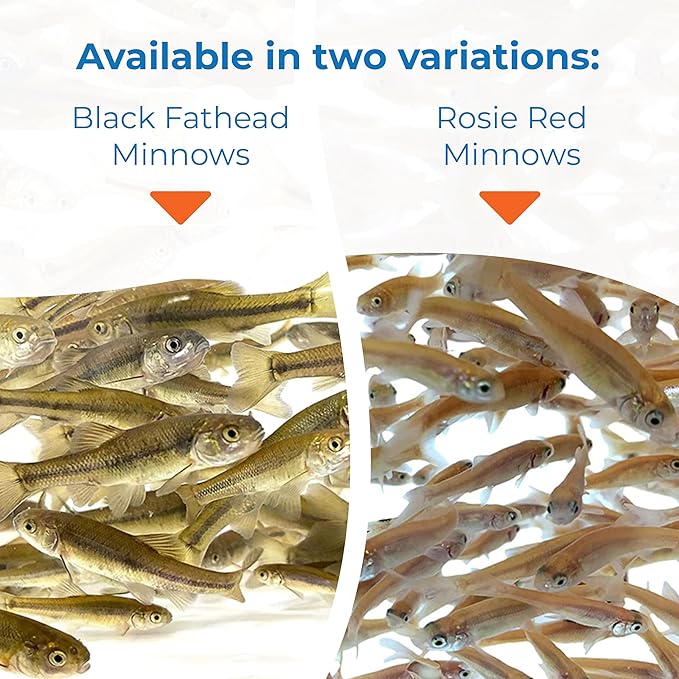 Toledo Goldfish Rosie Red Minnows - Versatile Live Fish Perfect for Aquariums or as Feeder Fish for Ponds - Small, 150 Count