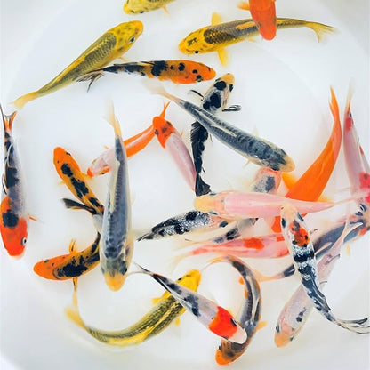 Toledo Goldfish Standard Fin Koi, Variety of Colors and Patterns - Beautiful Live Fish Perfect for Ponds, Tanks, and Aquariums - 5-6 Inches, 20 Count