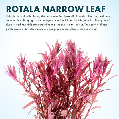 SubstrateSource Live Aquarium Stem Plants - Freshwater Aquatic Plant for Fish Tanks, Aquascaping - (Rotala Narrow Leaf Sp. Red, 1 Bunch)