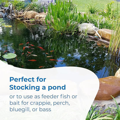 Toledo Goldfish Rosie Red Minnows - Versatile Live Fish Perfect for Aquariums or as Feeder Fish for Ponds - 0.5-1.5 Inches, 100 Count