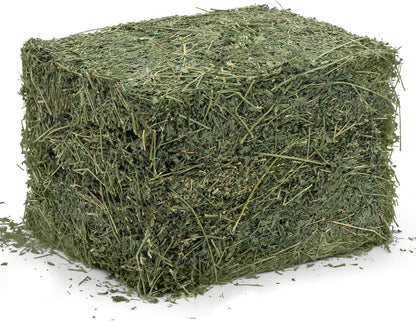 High Desert Alfalfa Hay for Rabbits, Guinea Pigs, Chinchillas & Small Pets – Protein-Rich Natural Hay for Young, Growing Animals – High-Fiber, Hand-Packed, Additive-Free, Grown in USA – 10 lb Box